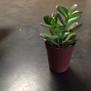 Meet your Posher, Maddi